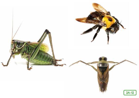 Grasshopper, bee, and backswimmer beetle-2a-12 Insect legs vary according to an insect s lifestyle. How do you think the long, muscular, back legs of a grasshopper might help it?
