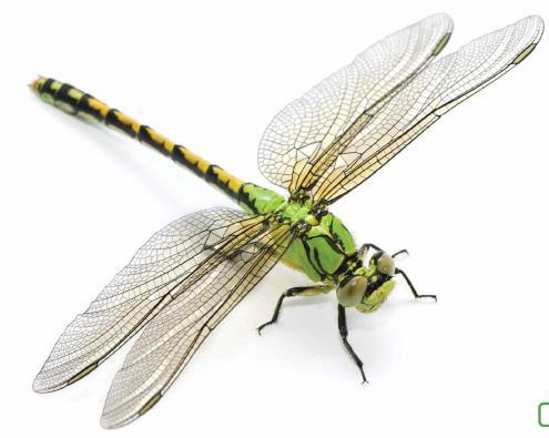 Dragonfly Wings-2A-14 Only adult insects have wings, and some insects don t have any wings at all. If an insect does have wings, they are located on the insect s middle section, or thorax.