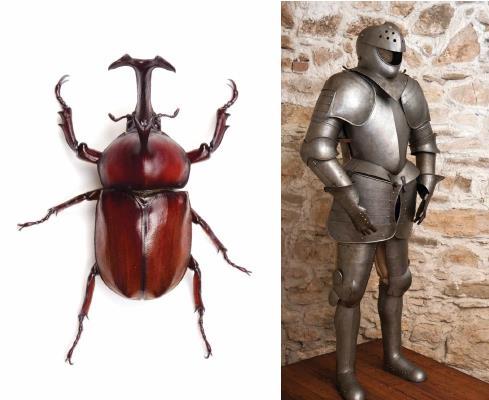Insect s exoskeleton and suit of armor-2a-18 These waterproof exoskeletons, made of a tough, flexible material called chitin [KY-tin], protect the
