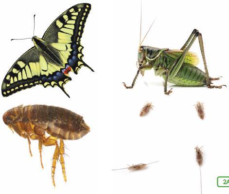 Butterfly, grasshopper, lice and fleas-2a-3 Some insects, like butterflies and grasshoppers, have wings whereas others, like fleas and microscopic lice, don t.