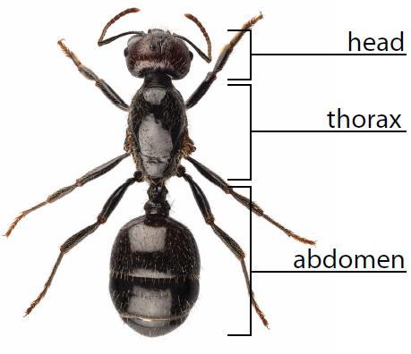 Ant with three sections labeled-2a-4 All insects have a head, a thorax, and an abdomen.