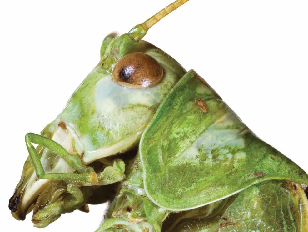 Cricket s Heads with Focus on its mouth-2a-7 Look at this bush cricket. Does it have a mouth?
