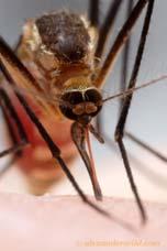 Medical and Veterinary Entomology An eastern treehole mosquito, Aedes triseriatus,
