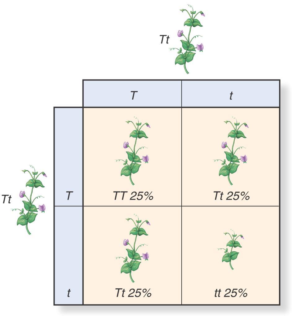Probability and Segregation Probability and Segregation One fourth (1/4) of the F 2 plants have two alleles for tallness (TT).