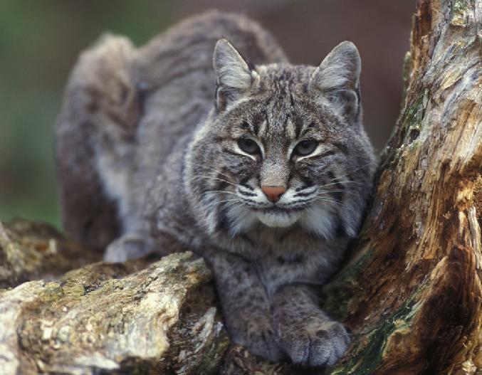 Bobcats are secretive creatures and will avoid humans, so they are rarely seen in the wild, but you can see signs of their activities around Dyken Pond.