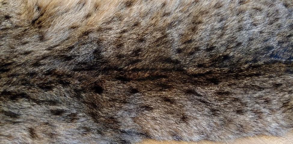 4 kg) and 30 inches (76.2 cm), and the tail on both sexes is 5 6 inches (12.7 15.2 cm) long. Close up of bobcat markings. Bobcat pelt.