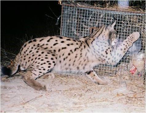 Some variation in pelage patterns can occur in all Lynx species.