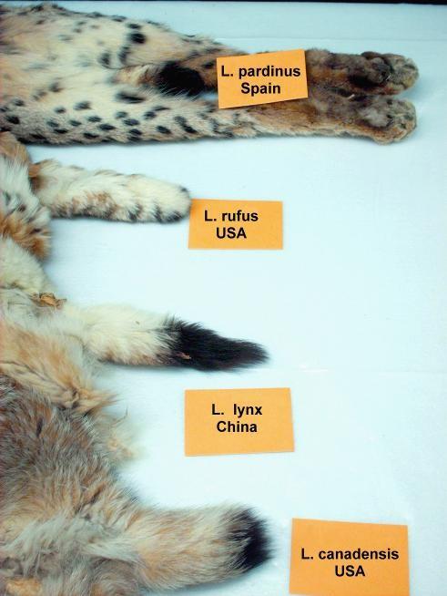 Identification of Pelts Page 2 of 6 1) Tail coloration All lynx species