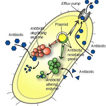 Mechanisms of Antibiotic Resistance Production of proteins that destroy antibiotics Beta-lactamases Carbapenemases Change their cell structure so antibiotics can t bind and