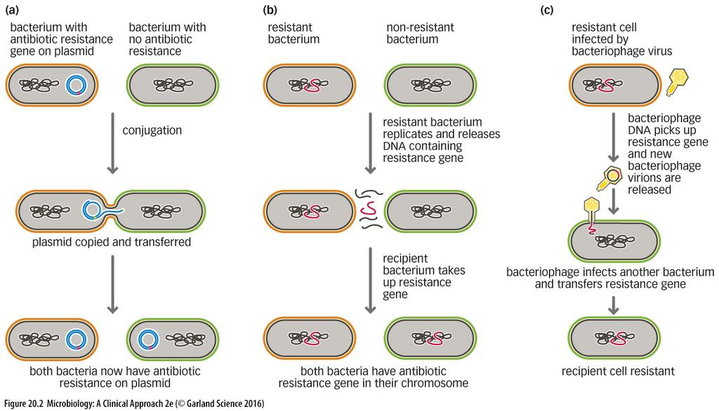 DEVELOPMENT OF ANTIBIOTIC RESISTANCE: Plasmids and Conjugation Bacteria have genes on plasmids Plasmids are transferred between bacterial cells and species via conjugation Horizontal gene transfer