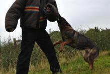 General Patrol Bed Bug Detection Canine IEDS patrol dog training programme is extensive and rigorous.
