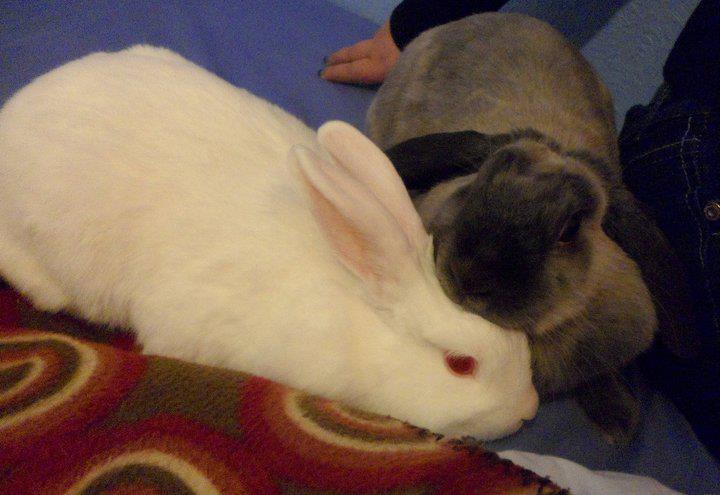 Be sensitive to how your rabbit might respond to change.