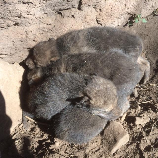 Mexican wolf pups f1346, m1347, f1348, m1350, and m1351 from the Coronado den. Credit: Mexican wolf IFT c.
