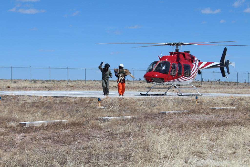 On July 22, the IFT translocated the Coronado pack, consisting of M1051, AF1126, fp1348, mp1349, mp1350, and mp1351 to the McKenna Park release site in the Gila Wilderness.