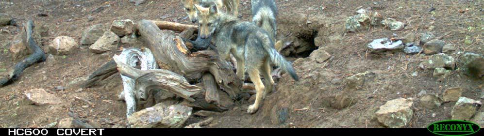 Texas (Appendix B). The IFT determined 15 reports, including both reports from Texas, were non-wolf sightings (coyote, dogs, etc.