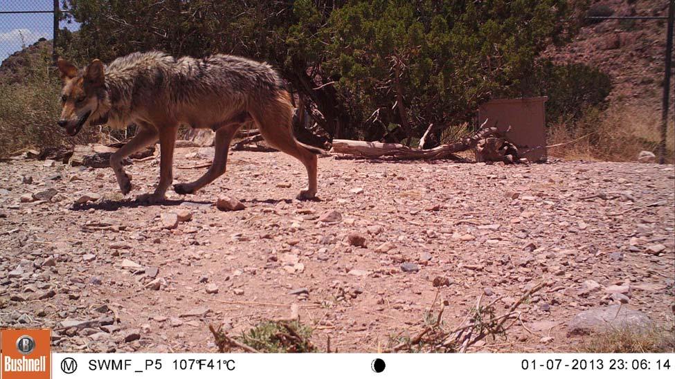 growths and no births of pre-release candidates occurred at the WHI. At year s end, WHI housed 4 Mexican wolves in the pre-release enclosures. Mexican wolf F1126 at Sevilleta Wolf Management Facility.