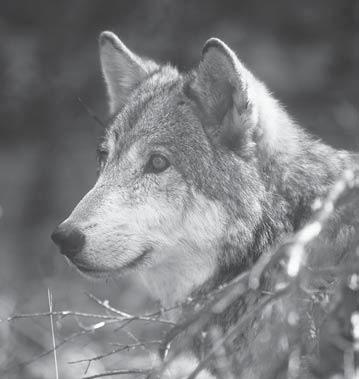 WOLF MANAGEMENT Capture and Radio-collaring Twenty-five wolves were captured in 2002; 22 were processed for the first time and 3 were recaptured (Table 4).