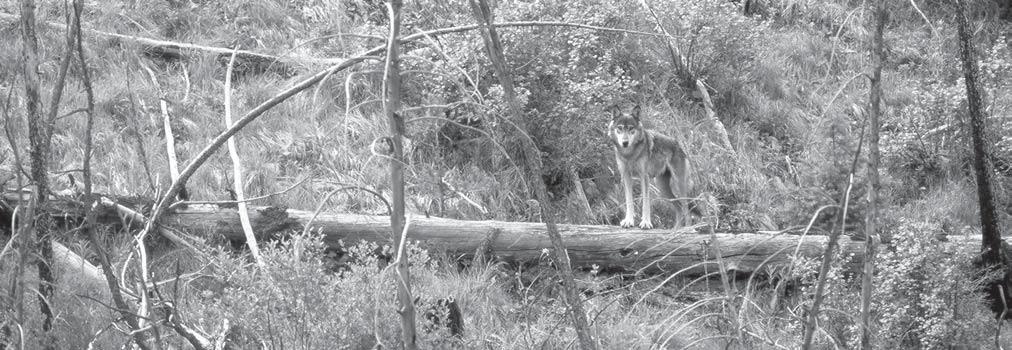 away from areas of concentrated wolf activity was effective in avoiding livestock losses for the second consecutive year. This pack was considered a breeding pair for 2002.
