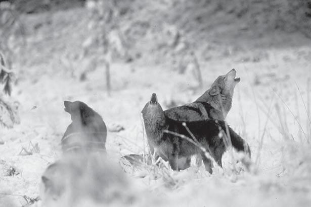 The Recovery Program has received numerous credible reports of wolf activity in the North Fork of the Salmon River drainage, but the origin of these wolves remains uncertain.
