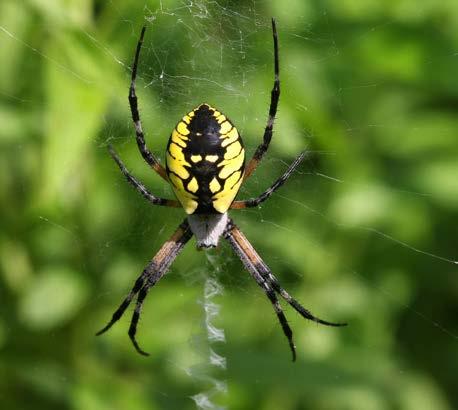 Yellow Garden Spider (Argiope aurantia) YELLOW GARDEN SPIDER Other names: black and yellow garden spider, golden garden spider Member of the orb-weaver group Females: ¾ 1 inch body length; males: 1/8