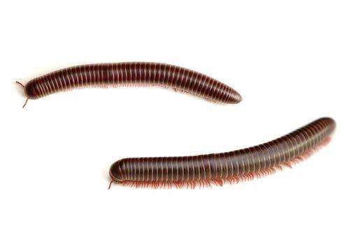 North American Millipede (Narceus americanus) Other names: American giant millipede, iron worm Length: 2 3 inches Segmented body with two pairs of legs attached to each segment Black body with