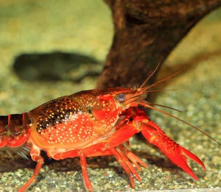 Louisiana Red Crayfish (Procambarus clarkia) Other names: red swamp crawfish, Louisiana crawfish, Louisiana mudbug, crawdad Member of the Crustacea group Length: 2 4½ inches Dull to bright red with