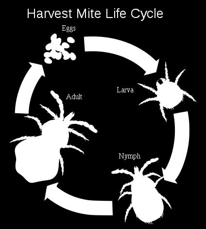 , prefer warm, humid conditions on plants and soil. The larval (immature) form is called a chigger and is parasitic. Adults avoid dry, sunny spots.