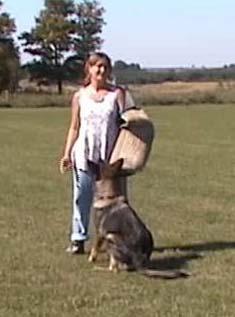 Dog Body Language 15 Confident Dog Video shows confident dog Stand still, don t