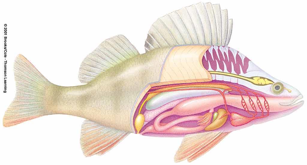Body Plan of a Bony Fish muscle segments fin supports brain olfactory bulb