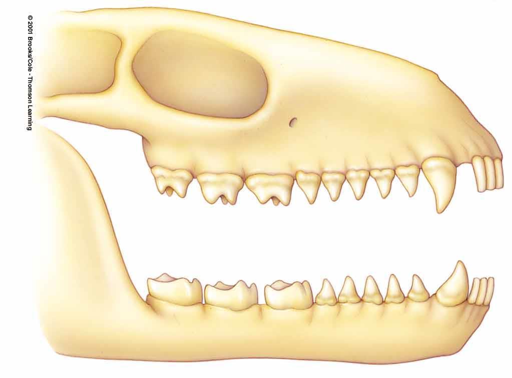 Mammals: Phylum Mammalia Hair Mammary glands Distinctive teeth