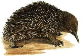Australian Mammals 2 Echidna Many people do not know that echidnas are named after a monster in ancient Greek mythology, Echidna, who is half woman, half snake.