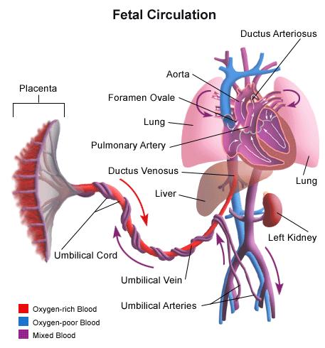 Circulation 4 chambered heart Systemic and