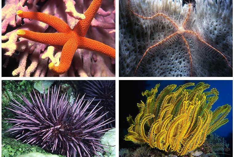 check Chordata Vertebrates Invertebrates: Porifera, Cnidaria,