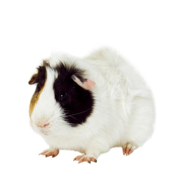 Now, you try this one! 3. Cross a homozygous dominant long haired guinea pig with a heterozygous guinea pig.