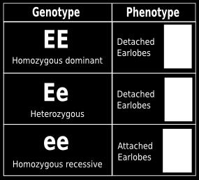 copies of a gene you have) Phenotype: