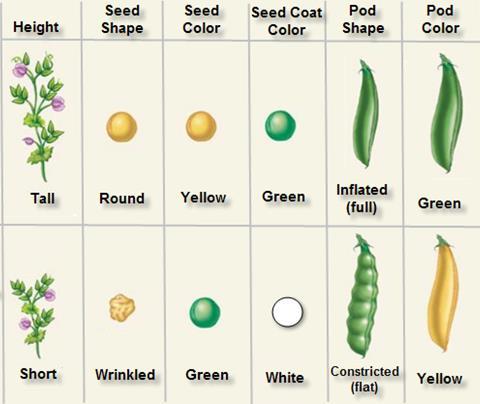 Mendel s garden had an array of different types of peas Mendel s Crossbreeding Tall vs. short Round vs. wrinkled seeds Green vs.