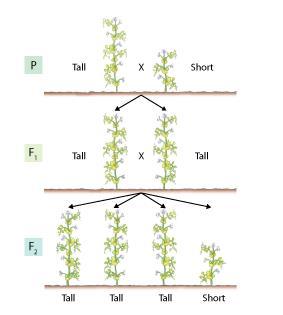 If the parent plants are true-breeding, their alleles will look like this: Tall: TT Short: tt Each offspring will inherit