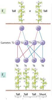 The F1 Cross Both F1 plants have one T and one t (each inherited from the parents) How many