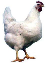 Uses TWO letters Ex: In a breed of chickens, the allele