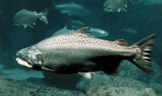 Example 2 In certain breeds of salmon, there are fish with the A allele for scales (Aa) and without scales (aa).