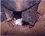 Tortoiseshell products Predators Turtle