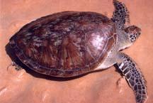 the Conservation of Sea Turtles (IUCN/SSC-MTSG Pub No.
