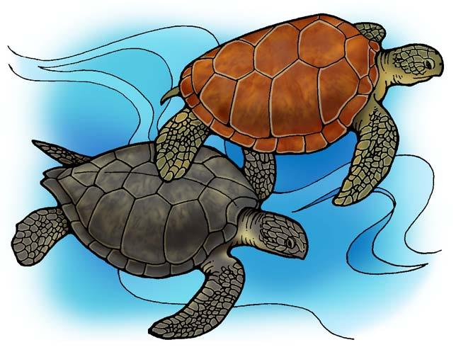 All types of sea turtles other than the leatherback have a shell made of bony plates, or scutes. The top part of the shell is called the carapace.