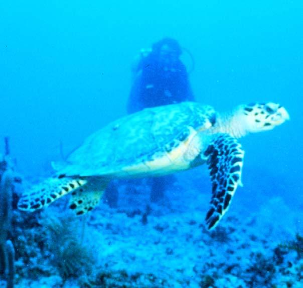 When resting or sleeping, they can remain under water without breathing for two hours or more. Sea turtles have beaklike jaws.