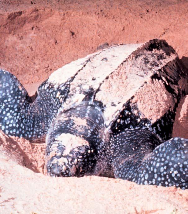 Nesting Sea turtles live almost their entire lives in water. Females come onto sandy beaches mainly to lay their eggs.