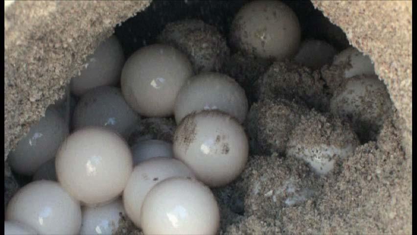 Females can lay up to 150 eggs at one