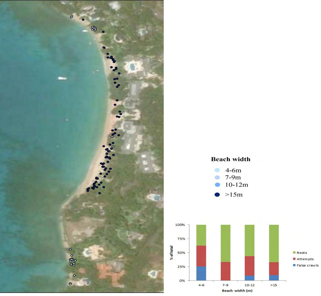 Nests in 2004 Loss of beaches causes turtles to nest at higher densities in smaller areas.
