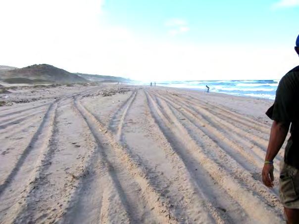 Driving on the beach causes compaction of the sand and can destroy both incubating eggs and the vegetation that helps to prevent beach erosion.