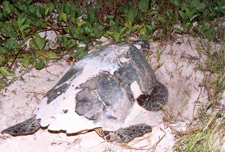 hawksbill sea turtles come ashore and crawl above the high water mark to lay their eggs.
