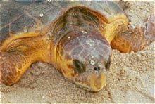 How Many Species of Sea Turtles?